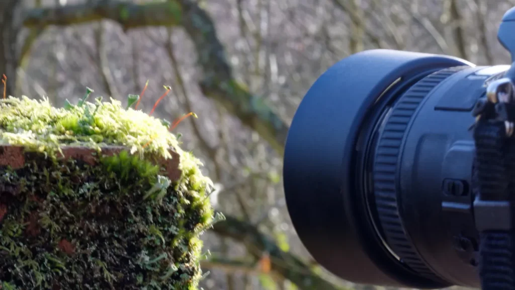 Os Detalhes Invisíveis: Um Guia Completo de Fotografia Macro